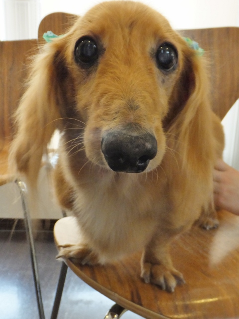 こころ動物病院 バセットハウンドのノエルのにっき 16年長寿犬 長寿猫の表彰